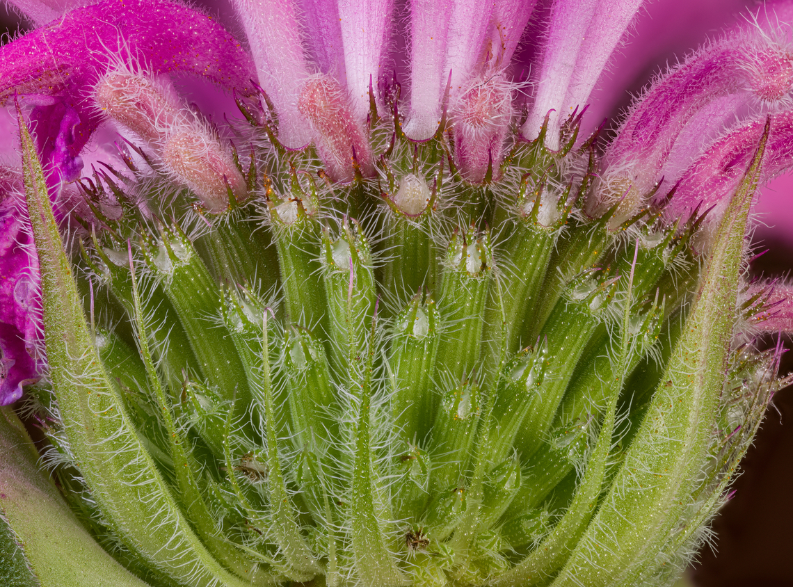 Monarda_fistulosa_2024-06-30 SW Michigan USA The lower portion of these flowers, with the sepals folded back (2:1 magnification)<br />
<br />
<figure class="photo"><a href="https://www.jungledragon.com/image/161794/monarda_fistulosa_2024-06-29_sw_michigan_usa.html" title="Monarda_fistulosa_2024-06-29 SW Michigan USA"><img src="https://s3.amazonaws.com/media.jungledragon.com/images/11710/161794_thumb.jpg?AWSAccessKeyId=05GMT0V3GWVNE7GGM1R2&Expires=1767225610&Signature=qJ9H8yr27C0VO3Q3Ih%2FGjgDFu%2FY%3D" width="118" height="152" alt="Monarda_fistulosa_2024-06-29 SW Michigan USA From JoAnn&#039;s garden.<br />
<br />
Closeups:<br />
https://www.jungledragon.com/image/161795/monarda_fistulosa2_2024-06-29_sw_michigan_usa.html<br />
https://www.jungledragon.com/image/161801/monarda_fistulosa_2024-06-30_sw_michigan_usa.html<br />
https://www.jungledragon.com/image/161803/monarda_fistulosa2_2024-06-30_sw_michigan_usa.html Geotagged,Monarda fistulosa,Summer,United States,Wild bergamot" /></a></figure><br />
 Geotagged,Monarda fistulosa,Summer,United States,Wild bergamot