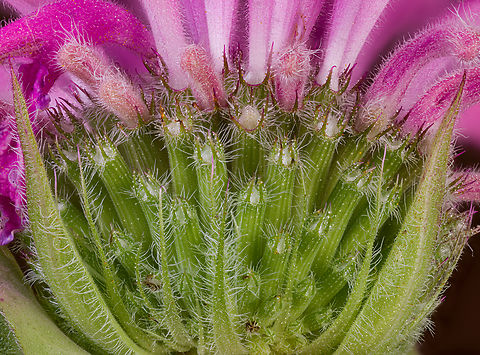 Monarda_fistulosa_2024-06-30 SW Michigan USA The lower portion of these flowers, with the sepals folded back (2:1 magnification)

https://www.jungledragon.com/image/161794/monarda_fistulosa_2024-06-29_sw_michigan_usa.html
 Geotagged,Monarda fistulosa,Summer,United States,Wild bergamot