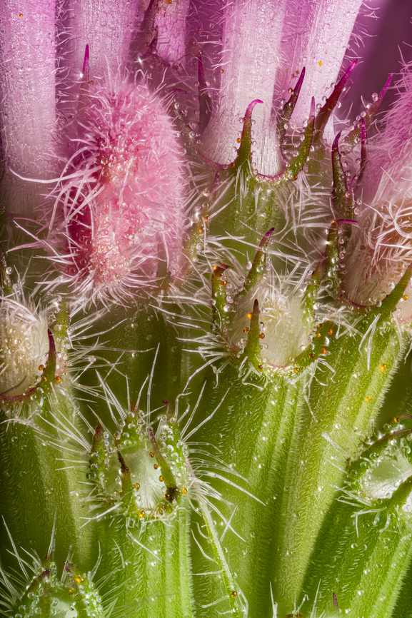 Monarda_fistulosa2_2024-06-30 SW Michigan USA 4:1 view of the lower part of these flowers:<br />
<figure class="photo"><a href="https://www.jungledragon.com/image/161794/monarda_fistulosa_2024-06-29_sw_michigan_usa.html" title="Monarda_fistulosa_2024-06-29 SW Michigan USA"><img src="https://s3.amazonaws.com/media.jungledragon.com/images/11710/161794_thumb.jpg?AWSAccessKeyId=05GMT0V3GWVNE7GGM1R2&Expires=1767225610&Signature=qJ9H8yr27C0VO3Q3Ih%2FGjgDFu%2FY%3D" width="118" height="152" alt="Monarda_fistulosa_2024-06-29 SW Michigan USA From JoAnn&#039;s garden.<br />
<br />
Closeups:<br />
https://www.jungledragon.com/image/161795/monarda_fistulosa2_2024-06-29_sw_michigan_usa.html<br />
https://www.jungledragon.com/image/161801/monarda_fistulosa_2024-06-30_sw_michigan_usa.html<br />
https://www.jungledragon.com/image/161803/monarda_fistulosa2_2024-06-30_sw_michigan_usa.html Geotagged,Monarda fistulosa,Summer,United States,Wild bergamot" /></a></figure> Geotagged,Monarda fistulosa,Summer,United States,Wild bergamot