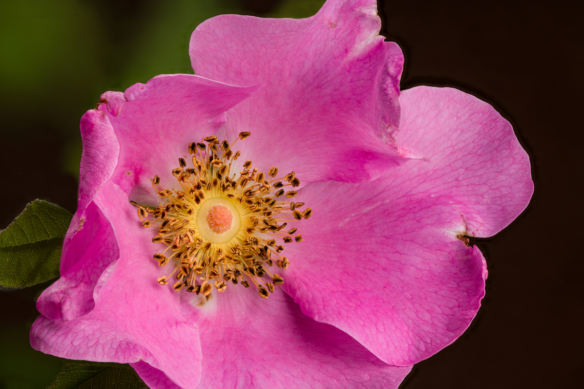 Rosa_palustris_2024-07-01 SW Michigan USA We found these blooming along a trail going through a wetland area.<br />
A closer view:<br />
<figure class="photo"><a href="https://www.jungledragon.com/image/161814/rosa_palustris2_2024-07-01_sw_michigan_usa.html" title="Rosa_palustris2_2024-07-01 SW Michigan USA"><img src="https://s3.amazonaws.com/media.jungledragon.com/images/11710/161814_thumb.jpg?AWSAccessKeyId=05GMT0V3GWVNE7GGM1R2&Expires=1759968010&Signature=%2F%2FlY7AbkzjoSRcuyGt0YUglXrbU%3D" width="200" height="138" alt="Rosa_palustris2_2024-07-01 SW Michigan USA A closer view of:<br />
https://www.jungledragon.com/image/161813/rosa_palustris_2024-07-01_sw_michigan_usa.html Geotagged,Rosa palustris,Summer,Swamp Rose,United States" /></a></figure> Geotagged,Rosa palustris,Summer,Swamp Rose,United States