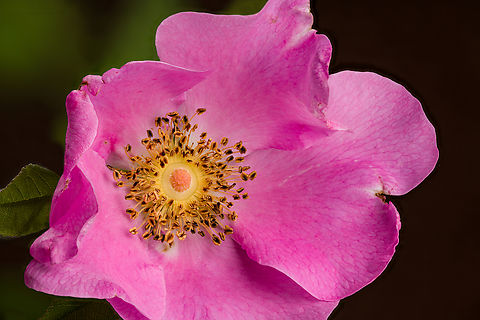 Rosa_palustris_2024-07-01 SW Michigan USA We found these blooming along a trail going through a wetland area.
A closer view:
https://www.jungledragon.com/image/161814/rosa_palustris2_2024-07-01_sw_michigan_usa.html Geotagged,Rosa palustris,Summer,Swamp Rose,United States