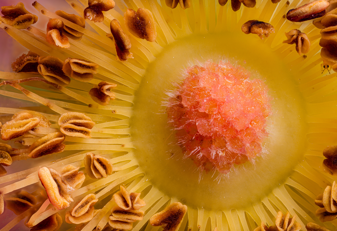 Rosa_palustris2_2024-07-01 SW Michigan USA A closer view of:<br />
<figure class="photo"><a href="https://www.jungledragon.com/image/161813/rosa_palustris_2024-07-01_sw_michigan_usa.html" title="Rosa_palustris_2024-07-01 SW Michigan USA"><img src="https://s3.amazonaws.com/media.jungledragon.com/images/11710/161813_thumb.jpg?AWSAccessKeyId=05GMT0V3GWVNE7GGM1R2&Expires=1767225610&Signature=xaPUhKtus1yyyuXQw7azCyNGryY%3D" width="200" height="134" alt="Rosa_palustris_2024-07-01 SW Michigan USA We found these blooming along a trail going through a wetland area.<br />
A closer view:<br />
https://www.jungledragon.com/image/161814/rosa_palustris2_2024-07-01_sw_michigan_usa.html Geotagged,Rosa palustris,Summer,Swamp Rose,United States" /></a></figure> Geotagged,Rosa palustris,Summer,Swamp Rose,United States