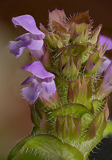 Prunella_vulgaris_2024-07-02_SW Michigan USA We noticed these growing in the grassy middle of a two track trail. They are inconspicuous and I've probably trampled them numerous times. It was difficult to find clean samples but as hard as I tried I could only find them growing near the sandy hard packed soil of the wheel tracks. The flowering head is approximately 2cm x 1cm and the individual flowers are quite small, about 2mm x 3mm.

A closer view:
https://www.jungledragon.com/image/161835/prunella_vulgaris2_2024-07-02_sw_michigan_usa.html
 Common self-heal,Geotagged,Lance Selfheal,Prunella vulgaris,Prunella vulgaris lanceolata,Summer,United States