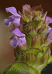 Prunella_vulgaris_2024-07-02_SW Michigan USA We noticed these growing in the grassy middle of a two track trail. They are inconspicuous and I've probably trampled them numerous times. It was difficult to find clean samples but as hard as I tried I could only find them growing near the sandy hard packed soil of the wheel tracks. The flowering head is approximately 2cm x 1cm and the individual flowers are quite small, about 2mm x 3mm.<br />
<br />
A closer view:<br />
https://www.jungledragon.com/image/161835/prunella_vulgaris2_2024-07-02_sw_michigan_usa.html<br />
 Common self-heal,Geotagged,Lance Selfheal,Prunella vulgaris,Prunella vulgaris lanceolata,Summer,United States