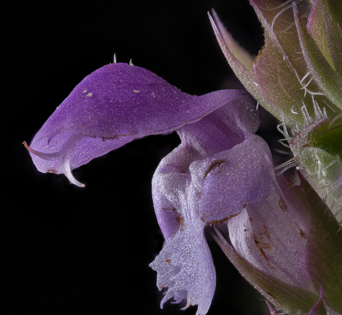 Prunella_vulgaris2_2024-07-02 SW Michigan USA A closer view of:<br />
<figure class="photo"><a href="https://www.jungledragon.com/image/161834/prunella_vulgaris_2024-07-02_sw_michigan_usa.html" title="Prunella_vulgaris_2024-07-02_SW Michigan USA"><img src="https://s3.amazonaws.com/media.jungledragon.com/images/11710/161834_thumb.jpg?AWSAccessKeyId=05GMT0V3GWVNE7GGM1R2&Expires=1769040010&Signature=LL2yUc7oDqe13zjQBJhXJk75R4E%3D" width="108" height="152" alt="Prunella_vulgaris_2024-07-02_SW Michigan USA We noticed these growing in the grassy middle of a two track trail. They are inconspicuous and I've probably trampled them numerous times. It was difficult to find clean samples but as hard as I tried I could only find them growing near the sandy hard packed soil of the wheel tracks. The flowering head is approximately 2cm x 1cm and the individual flowers are quite small, about 2mm x 3mm.<br />
<br />
A closer view:<br />
https://www.jungledragon.com/image/161835/prunella_vulgaris2_2024-07-02_sw_michigan_usa.html<br />
 Common self-heal,Geotagged,Lance Selfheal,Prunella vulgaris,Prunella vulgaris lanceolata,Summer,United States" /></a></figure> Common self-heal,Geotagged,Prunella vulgaris,Summer,United States