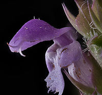 Prunella_vulgaris2_2024-07-02 SW Michigan USA A closer view of:<br />
https://www.jungledragon.com/image/161834/prunella_vulgaris_2024-07-02_sw_michigan_usa.html Common self-heal,Geotagged,Prunella vulgaris,Summer,United States