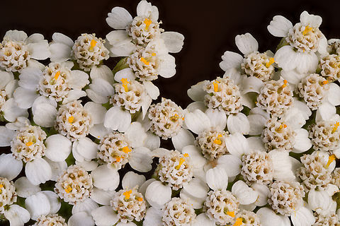 Achillea_millefolium_2024-07-03 SW Michigan USA Yarrow. Quite common in the field behind our house.

Up close:
https://www.jungledragon.com/image/161841/achillea_millefolium2_2024-07-03_sw_michigan_usa.html Achillea millefolium,Common yarrow,Geotagged,Summer,United States