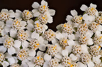 Achillea_millefolium_2024-07-03 SW Michigan USA Yarrow. Quite common in the field behind our house.<br />
<br />
Up close:<br />
https://www.jungledragon.com/image/161841/achillea_millefolium2_2024-07-03_sw_michigan_usa.html Achillea millefolium,Common yarrow,Geotagged,Summer,United States