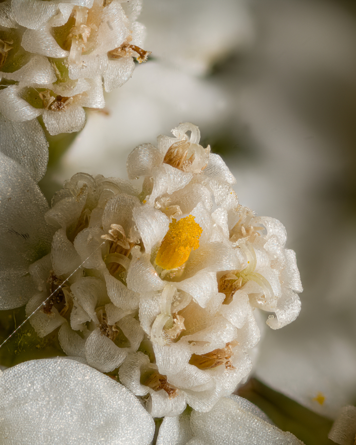 Achillea_millefolium2_2024-07-03 SW Michigan USA From this:<br />
<figure class="photo"><a href="https://www.jungledragon.com/image/161840/achillea_millefolium_2024-07-03_sw_michigan_usa.html" title="Achillea_millefolium_2024-07-03 SW Michigan USA"><img src="https://s3.amazonaws.com/media.jungledragon.com/images/11710/161840_thumb.jpg?AWSAccessKeyId=05GMT0V3GWVNE7GGM1R2&Expires=1767225610&Signature=zGq0FFdvI87xKCJgBWz518i7B9s%3D" width="200" height="134" alt="Achillea_millefolium_2024-07-03 SW Michigan USA Yarrow. Quite common in the field behind our house.<br />
<br />
Up close:<br />
https://www.jungledragon.com/image/161841/achillea_millefolium2_2024-07-03_sw_michigan_usa.html Achillea millefolium,Common yarrow,Geotagged,Summer,United States" /></a></figure> Achillea millefolium,Common yarrow,Geotagged,Summer,United States