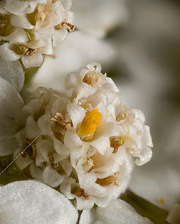 Achillea_millefolium2_2024-07-03 SW Michigan USA From this:
https://www.jungledragon.com/image/161840/achillea_millefolium_2024-07-03_sw_michigan_usa.html Achillea millefolium,Common yarrow,Geotagged,Summer,United States