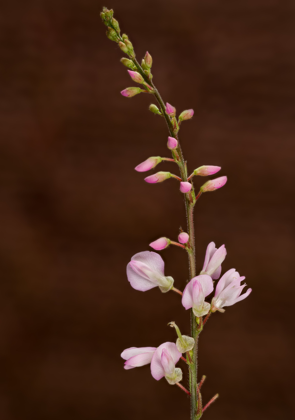 Hylodesmum_glutinosum_2024-07-04 SW Michigan USA Near the edge of a North Country Trail gravel parking area. The flowers measure approximately 8mm x 10mm<br />
<br />
Zoomed in:<br />
<figure class="photo"><a href="https://www.jungledragon.com/image/161853/hylodesmum_glutinosum2_2024-07-04_sw_michigan_usa.html" title="Hylodesmum_glutinosum2_2024-07-04_SW Michigan USA"><img src="https://s3.amazonaws.com/media.jungledragon.com/images/11710/161853_thumb.jpg?AWSAccessKeyId=05GMT0V3GWVNE7GGM1R2&Expires=1770854410&Signature=BvRn1evdKIKlievW%2BOvG77eor5w%3D" width="200" height="154" alt="Hylodesmum_glutinosum2_2024-07-04_SW Michigan USA A closer view of:<br />
https://www.jungledragon.com/image/161852/hylodesmum_glutinosum_2024-07-04_sw_michigan_usa.html Geotagged,Hylodesmum glutinosum,Pointed-leaved Tick-Trefoil,Summer,United States" /></a></figure> Geotagged,Hylodesmum glutinosum,Pointed-leaved Tick-Trefoil,Summer,United States
