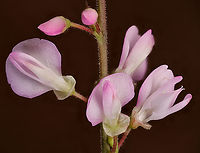 Hylodesmum_glutinosum2_2024-07-04_SW Michigan USA A closer view of:<br />
https://www.jungledragon.com/image/161852/hylodesmum_glutinosum_2024-07-04_sw_michigan_usa.html Geotagged,Hylodesmum glutinosum,Pointed-leaved Tick-Trefoil,Summer,United States