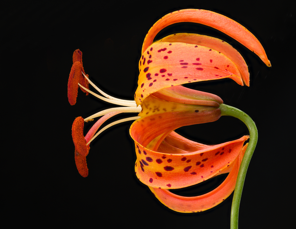 Lilium_michiganense_2024-07-05 SW Michigan USA Found on the bank of a woodland creek<br />
<br />
Closer view:<br />
<br />
<figure class="photo"><a href="https://www.jungledragon.com/image/161886/lilium_michiganense3_2024-07-05_sw_michigan_usa.html" title="Lilium_michiganense3_2024-07-05 SW MIchigan USA"><img src="https://s3.amazonaws.com/media.jungledragon.com/images/11710/161886_thumb.jpg?AWSAccessKeyId=05GMT0V3GWVNE7GGM1R2&Expires=1767225610&Signature=486AmTVskh%2BIyO5DrTOiii65Iqg%3D" width="144" height="152" alt="Lilium_michiganense3_2024-07-05 SW MIchigan USA The stigma, collecting pollen.<br />
<br />
Closer up of this:<br />
https://www.jungledragon.com/image/161884/lilium_michiganense_2024-07-05_sw_michigan_usa.html Geotagged,Lilium michiganense,Michigan lily,Summer,United States" /></a></figure> Geotagged,Lilium michiganense,Michigan lily,Summer,United States