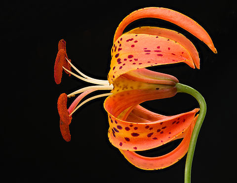 Lilium_michiganense_2024-07-05 SW Michigan USA Found on the bank of a woodland creek

Closer view:

https://www.jungledragon.com/image/161886/lilium_michiganense3_2024-07-05_sw_michigan_usa.html Geotagged,Lilium michiganense,Michigan lily,Summer,United States