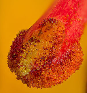 Lilium_michiganense3_2024-07-05 SW MIchigan USA The stigma, collecting pollen.

Closer up of this:
https://www.jungledragon.com/image/161884/lilium_michiganense_2024-07-05_sw_michigan_usa.html Geotagged,Lilium michiganense,Michigan lily,Summer,United States