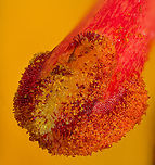 Lilium_michiganense3_2024-07-05 SW MIchigan USA The stigma, collecting pollen.<br />
<br />
Closer up of this:<br />
https://www.jungledragon.com/image/161884/lilium_michiganense_2024-07-05_sw_michigan_usa.html Geotagged,Lilium michiganense,Michigan lily,Summer,United States