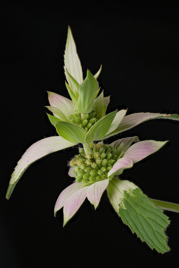 Monarda_punctata_2024-07-05 SW Michigan USA Found along an abandoned two track, now a part of the North Country Trail. In a dry sunny area. This is a photo of a less mature plant, prior to full flower development. I&#039;m finding Monarda endlessly fascinating.<br />
<br />
<figure class="photo"><a href="https://www.jungledragon.com/image/161908/monarda_punctata3_2024-07-06_sw_michigan_usa.html" title="Monarda_punctata3_2024-07-06 SW Michigan USA"><img src="https://s3.amazonaws.com/media.jungledragon.com/images/11710/161908_thumb.jpg?AWSAccessKeyId=05GMT0V3GWVNE7GGM1R2&Expires=1759968010&Signature=G5t5aQcBdpbc9MosT1ahE%2BfM3B8%3D" width="200" height="146" alt="Monarda_punctata3_2024-07-06 SW Michigan USA A closer view.<br />
<br />
https://www.jungledragon.com/image/161907/monarda_punctata2_2024-07-06.html<br />
https://www.jungledragon.com/image/161906/monarda_punctata_2024-07-05_sw_michigan_usa.html Geotagged,Monarda punctata,Spotted Beebalm,Summer,United States" /></a></figure><br />
<figure class="photo"><a href="https://www.jungledragon.com/image/161907/monarda_punctata2_2024-07-06_sw_michigan_usa.html" title="Monarda_punctata2_2024-07-06 SW Michigan USA"><img src="https://s3.amazonaws.com/media.jungledragon.com/images/11710/161907_thumb.jpg?AWSAccessKeyId=05GMT0V3GWVNE7GGM1R2&Expires=1759968010&Signature=hkpTsENELk3fD8VR7CtdxALKWuM%3D" width="200" height="152" alt="Monarda_punctata2_2024-07-06 SW Michigan USA This is a more mature Monarda. I think the flowers look like cartoon dragon mouths... <br />
<br />
https://www.jungledragon.com/image/161908/monarda_punctata3_2024-07-06_sw_michigan_usa.html<br />
https://www.jungledragon.com/image/161906/monarda_punctata_2024-07-05_sw_michigan_usa.html Geotagged,Monarda punctata,Spotted Beebalm,Summer,United States" /></a></figure> Geotagged,Monarda punctata,Spotted Beebalm,Summer,United States