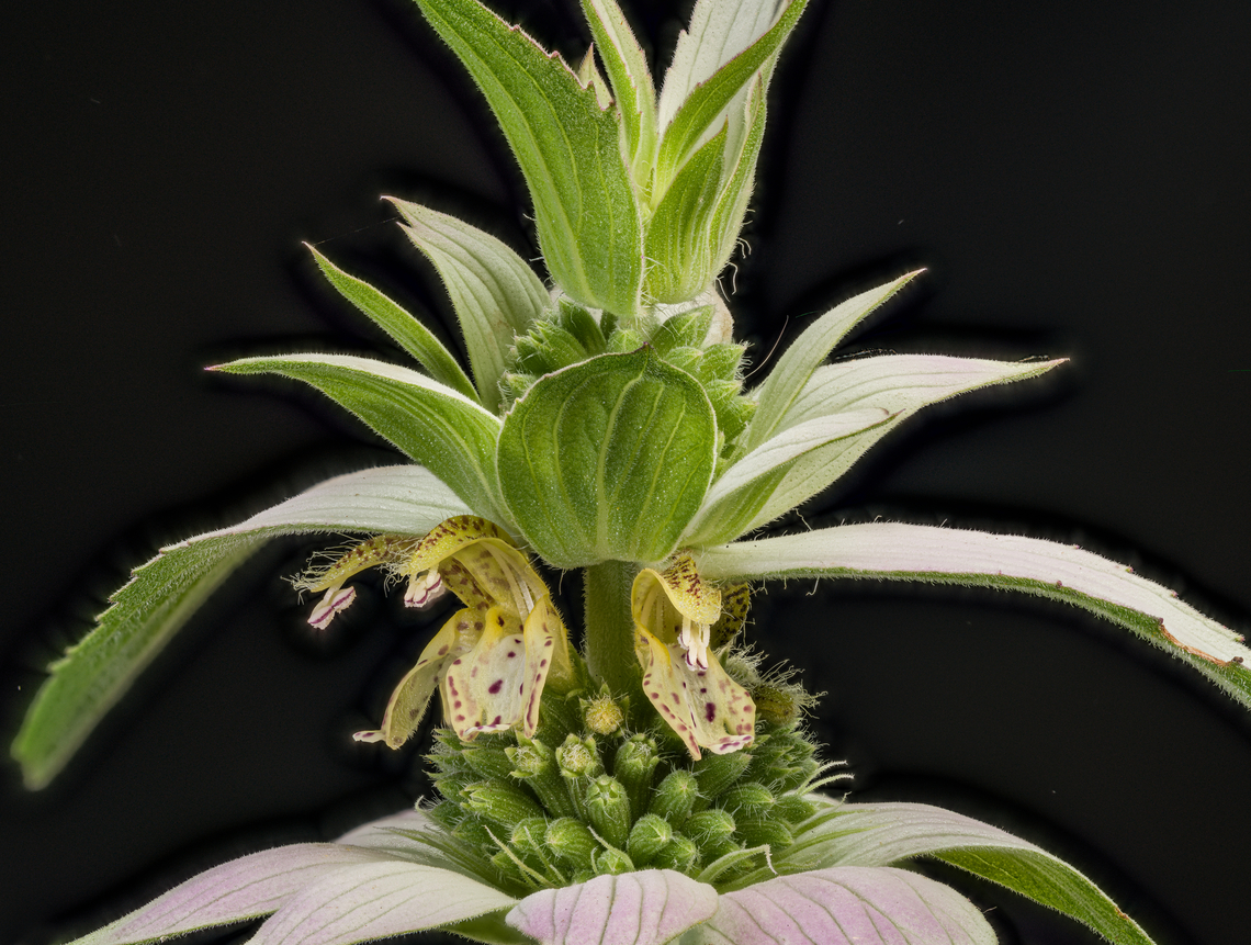 Monarda_punctata2_2024-07-06 SW Michigan USA This is a more mature Monarda. I think the flowers look like cartoon dragon mouths... <br />
<br />
<figure class="photo"><a href="https://www.jungledragon.com/image/161908/monarda_punctata3_2024-07-06_sw_michigan_usa.html" title="Monarda_punctata3_2024-07-06 SW Michigan USA"><img src="https://s3.amazonaws.com/media.jungledragon.com/images/11710/161908_thumb.jpg?AWSAccessKeyId=05GMT0V3GWVNE7GGM1R2&Expires=1759968010&Signature=G5t5aQcBdpbc9MosT1ahE%2BfM3B8%3D" width="200" height="146" alt="Monarda_punctata3_2024-07-06 SW Michigan USA A closer view.<br />
<br />
https://www.jungledragon.com/image/161907/monarda_punctata2_2024-07-06.html<br />
https://www.jungledragon.com/image/161906/monarda_punctata_2024-07-05_sw_michigan_usa.html Geotagged,Monarda punctata,Spotted Beebalm,Summer,United States" /></a></figure><br />
<figure class="photo"><a href="https://www.jungledragon.com/image/161906/monarda_punctata_2024-07-05_sw_michigan_usa.html" title="Monarda_punctata_2024-07-05 SW Michigan USA"><img src="https://s3.amazonaws.com/media.jungledragon.com/images/11710/161906_thumb.jpg?AWSAccessKeyId=05GMT0V3GWVNE7GGM1R2&Expires=1759968010&Signature=%2BBml%2Fi%2FTitBRN6E4%2FbxDDD%2Fh22I%3D" width="102" height="152" alt="Monarda_punctata_2024-07-05 SW Michigan USA Found along an abandoned two track, now a part of the North Country Trail. In a dry sunny area. This is a photo of a less mature plant, prior to full flower development. I&#039;m finding Monarda endlessly fascinating.<br />
<br />
https://www.jungledragon.com/image/161908/monarda_punctata3_2024-07-06_sw_michigan_usa.html<br />
https://www.jungledragon.com/image/161907/monarda_punctata2_2024-07-06_sw_michigan_usa.html Geotagged,Monarda punctata,Spotted Beebalm,Summer,United States" /></a></figure> Geotagged,Monarda punctata,Spotted Beebalm,Summer,United States