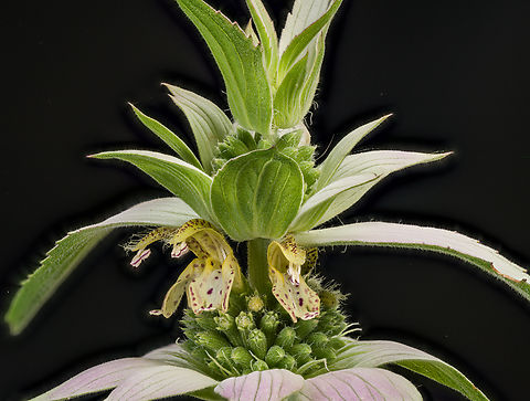 Monarda_punctata2_2024-07-06 SW Michigan USA This is a more mature Monarda. I think the flowers look like cartoon dragon mouths... 

https://www.jungledragon.com/image/161908/monarda_punctata3_2024-07-06_sw_michigan_usa.html
https://www.jungledragon.com/image/161906/monarda_punctata_2024-07-05_sw_michigan_usa.html Geotagged,Monarda punctata,Spotted Beebalm,Summer,United States