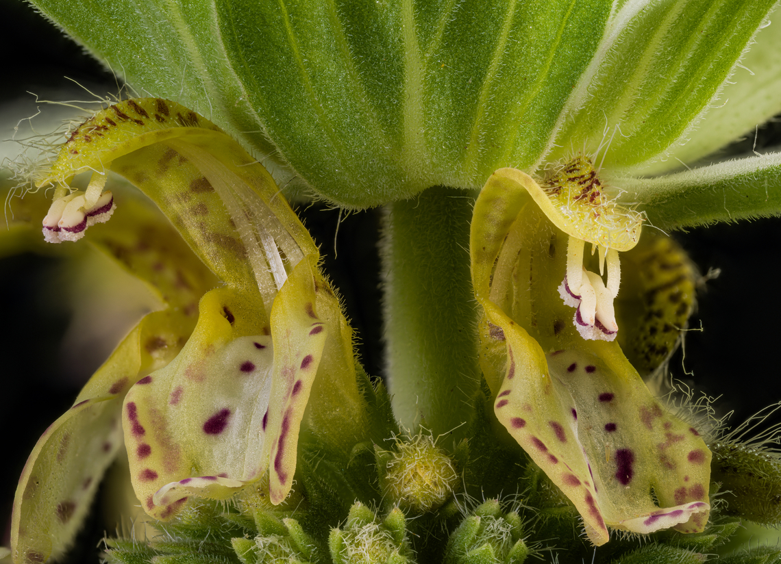 Monarda_punctata3_2024-07-06 SW Michigan USA A closer view.<br />
<br />
<figure class="photo"><a href="https://www.jungledragon.com/image/161907/monarda_punctata2_2024-07-06_sw_michigan_usa.html" title="Monarda_punctata2_2024-07-06 SW Michigan USA"><img src="https://s3.amazonaws.com/media.jungledragon.com/images/11710/161907_thumb.jpg?AWSAccessKeyId=05GMT0V3GWVNE7GGM1R2&Expires=1767225610&Signature=32VXXiOFCYLX%2BTaS1UJzykX5yIE%3D" width="200" height="152" alt="Monarda_punctata2_2024-07-06 SW Michigan USA This is a more mature Monarda. I think the flowers look like cartoon dragon mouths... <br />
<br />
https://www.jungledragon.com/image/161908/monarda_punctata3_2024-07-06_sw_michigan_usa.html<br />
https://www.jungledragon.com/image/161906/monarda_punctata_2024-07-05_sw_michigan_usa.html Geotagged,Monarda punctata,Spotted Beebalm,Summer,United States" /></a></figure><br />
<figure class="photo"><a href="https://www.jungledragon.com/image/161906/monarda_punctata_2024-07-05_sw_michigan_usa.html" title="Monarda_punctata_2024-07-05 SW Michigan USA"><img src="https://s3.amazonaws.com/media.jungledragon.com/images/11710/161906_thumb.jpg?AWSAccessKeyId=05GMT0V3GWVNE7GGM1R2&Expires=1767225610&Signature=6km82h6VQTaZ14rU7A90jqmz1Qk%3D" width="102" height="152" alt="Monarda_punctata_2024-07-05 SW Michigan USA Found along an abandoned two track, now a part of the North Country Trail. In a dry sunny area. This is a photo of a less mature plant, prior to full flower development. I&#039;m finding Monarda endlessly fascinating.<br />
<br />
https://www.jungledragon.com/image/161908/monarda_punctata3_2024-07-06_sw_michigan_usa.html<br />
https://www.jungledragon.com/image/161907/monarda_punctata2_2024-07-06_sw_michigan_usa.html Geotagged,Monarda punctata,Spotted Beebalm,Summer,United States" /></a></figure> Geotagged,Monarda punctata,Spotted Beebalm,Summer,United States