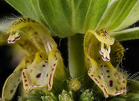 Monarda_punctata3_2024-07-06 SW Michigan USA A closer view.<br />
<br />
https://www.jungledragon.com/image/161907/monarda_punctata2_2024-07-06.html<br />
https://www.jungledragon.com/image/161906/monarda_punctata_2024-07-05_sw_michigan_usa.html Geotagged,Monarda punctata,Spotted Beebalm,Summer,United States