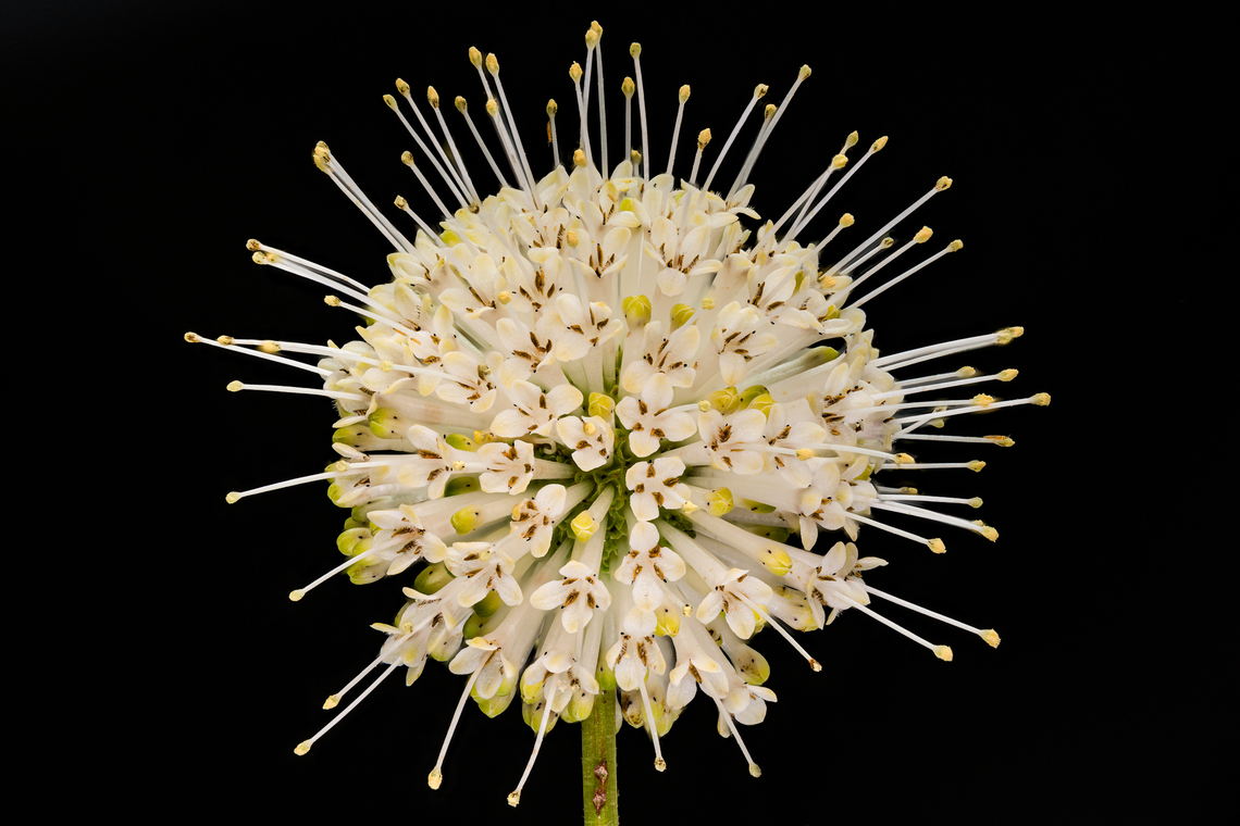 Cephalanthus_occidentalis_2024-07-07 SW Michigan USA Growing in the field behind our house, in a low area, near a lake. Usually we find these actually in the water at lands edge. If you look closely you will see numerous tiny insects, frozen here and there in the 50 or so sequential photos used to create this shot.<br />
<br />
<figure class="photo"><a href="https://www.jungledragon.com/image/161939/thripinae_2024-07-07_sw_michigan_usa.html" title="Thripinae_2024-07-07 SW Michigan USA"><img src="https://s3.amazonaws.com/media.jungledragon.com/images/11710/161939_thumb.jpg?AWSAccessKeyId=05GMT0V3GWVNE7GGM1R2&Expires=1770854410&Signature=JZzQhrqlEZbLJ6fdMu8ZiZbmPK4%3D" width="90" height="152" alt="Thripinae_2024-07-07 SW Michigan USA Mystery insect. iNaturalist ID= https://www.inaturalist.org/taxa/450138-Thripinae<br />
<br />
From this photo:<br />
https://www.jungledragon.com/image/161926/cephalanthus_occidentalis_2024-07-07_sw_michigan_usa.html" /></a></figure><br />
<br />
<br />
A closer view:<br />
<figure class="photo"><a href="https://www.jungledragon.com/image/161927/cephalanthus_occidentalis2_2024-07-07_sw_michigan_usa.html" title="Cephalanthus_occidentalis2_2024-07-07 SW Michigan USA"><img src="https://s3.amazonaws.com/media.jungledragon.com/images/11710/161927_thumb.jpg?AWSAccessKeyId=05GMT0V3GWVNE7GGM1R2&Expires=1770854410&Signature=4eb%2BXGnFrtH22DE2OK%2F2rz52WBo%3D" width="200" height="184" alt="Cephalanthus_occidentalis2_2024-07-07 SW Michigan USA We had dinner in the middle of this photo shoot- when I returned the closed flower buds were beginning to open.<br />
<br />
https://www.jungledragon.com/image/161926/cephalanthus_occidentalis_2024-07-07_sw_michigan_usa.html Buttonbush,Cephalanthus occidentalis,Geotagged,Summer,United States" /></a></figure> Buttonbush,Cephalanthus occidentalis,Geotagged,Summer,United States
