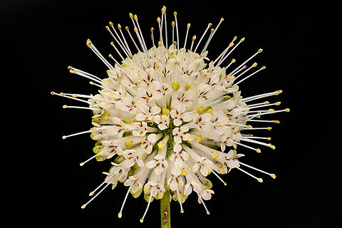 Cephalanthus_occidentalis_2024-07-07 SW Michigan USA Growing in the field behind our house, in a low area, near a lake. Usually we find these actually in the water at lands edge. If you look closely you will see numerous tiny insects, frozen here and there in the 50 or so sequential photos used to create this shot.
https://www.jungledragon.com/image/161939/thripinae_2024-07-07_sw_michigan_usa.html
A closer view:
https://www.jungledragon.com/image/161927/cephalanthus_occidentalis2_2024-07-07_sw_michigan_usa.html Buttonbush,Cephalanthus occidentalis,Geotagged,Summer,United States