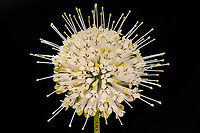 Cephalanthus_occidentalis_2024-07-07 SW Michigan USA Growing in the field behind our house, in a low area, near a lake. Usually we find these actually in the water at lands edge. If you look closely you will see numerous tiny insects, frozen here and there in the 50 or so sequential photos used to create this shot.<br />
<br />
https://www.jungledragon.com/image/161939/thripinae_2024-07-07_sw_michigan_usa.html<br />
<br />
<br />
A closer view:<br />
https://www.jungledragon.com/image/161927/cephalanthus_occidentalis2_2024-07-07_sw_michigan_usa.html Buttonbush,Cephalanthus occidentalis,Geotagged,Summer,United States