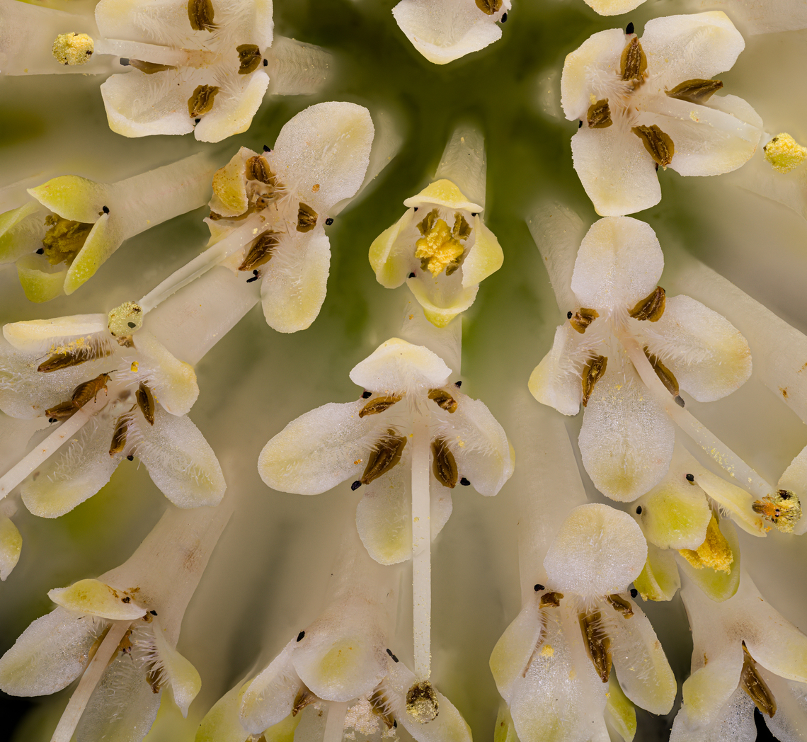 Cephalanthus_occidentalis2_2024-07-07 SW Michigan USA We had dinner in the middle of this photo shoot- when I returned the closed flower buds were beginning to open.<br />
<br />
<figure class="photo"><a href="https://www.jungledragon.com/image/161926/cephalanthus_occidentalis_2024-07-07_sw_michigan_usa.html" title="Cephalanthus_occidentalis_2024-07-07 SW Michigan USA"><img src="https://s3.amazonaws.com/media.jungledragon.com/images/11710/161926_thumb.jpg?AWSAccessKeyId=05GMT0V3GWVNE7GGM1R2&Expires=1767225610&Signature=%2BA%2FvjgFnJ5KS%2BB%2BrnigAoPQZLZ0%3D" width="200" height="134" alt="Cephalanthus_occidentalis_2024-07-07 SW Michigan USA Growing in the field behind our house, in a low area, near a lake. Usually we find these actually in the water at lands edge. If you look closely you will see numerous tiny insects, frozen here and there in the 50 or so sequential photos used to create this shot.<br />
<br />
https://www.jungledragon.com/image/161939/thripinae_2024-07-07_sw_michigan_usa.html<br />
<br />
<br />
A closer view:<br />
https://www.jungledragon.com/image/161927/cephalanthus_occidentalis2_2024-07-07_sw_michigan_usa.html Buttonbush,Cephalanthus occidentalis,Geotagged,Summer,United States" /></a></figure> Buttonbush,Cephalanthus occidentalis,Geotagged,Summer,United States