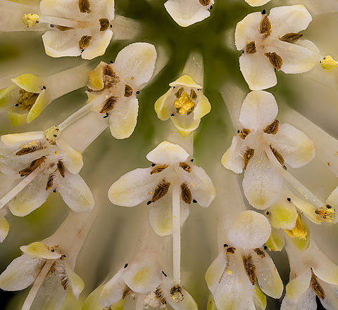 Cephalanthus_occidentalis2_2024-07-07 SW Michigan USA We had dinner in the middle of this photo shoot- when I returned the closed flower buds were beginning to open.

https://www.jungledragon.com/image/161926/cephalanthus_occidentalis_2024-07-07_sw_michigan_usa.html Buttonbush,Cephalanthus occidentalis,Geotagged,Summer,United States