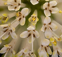 Cephalanthus_occidentalis2_2024-07-07 SW Michigan USA We had dinner in the middle of this photo shoot- when I returned the closed flower buds were beginning to open.<br />
<br />
https://www.jungledragon.com/image/161926/cephalanthus_occidentalis_2024-07-07_sw_michigan_usa.html Buttonbush,Cephalanthus occidentalis,Geotagged,Summer,United States