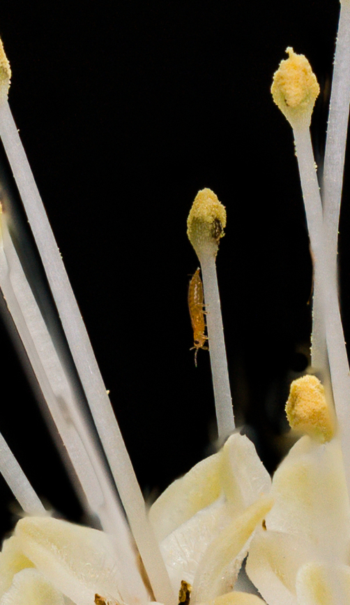 Thripinae_2024-07-07 SW Michigan USA Mystery insect. iNaturalist ID= <a href="https://www.inaturalist.org/taxa/450138-Thripinae" rel="nofollow">https://www.inaturalist.org/taxa/450138-Thripinae</a><br />
<br />
From this photo:<br />
<figure class="photo"><a href="https://www.jungledragon.com/image/161926/cephalanthus_occidentalis_2024-07-07_sw_michigan_usa.html" title="Cephalanthus_occidentalis_2024-07-07 SW Michigan USA"><img src="https://s3.amazonaws.com/media.jungledragon.com/images/11710/161926_thumb.jpg?AWSAccessKeyId=05GMT0V3GWVNE7GGM1R2&Expires=1767225610&Signature=%2BA%2FvjgFnJ5KS%2BB%2BrnigAoPQZLZ0%3D" width="200" height="134" alt="Cephalanthus_occidentalis_2024-07-07 SW Michigan USA Growing in the field behind our house, in a low area, near a lake. Usually we find these actually in the water at lands edge. If you look closely you will see numerous tiny insects, frozen here and there in the 50 or so sequential photos used to create this shot.<br />
<br />
https://www.jungledragon.com/image/161939/thripinae_2024-07-07_sw_michigan_usa.html<br />
<br />
<br />
A closer view:<br />
https://www.jungledragon.com/image/161927/cephalanthus_occidentalis2_2024-07-07_sw_michigan_usa.html Buttonbush,Cephalanthus occidentalis,Geotagged,Summer,United States" /></a></figure>