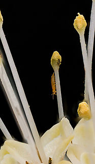 Thripinae_2024-07-07 SW Michigan USA Mystery insect. iNaturalist ID= https://www.inaturalist.org/taxa/450138-Thripinae

From this photo:
https://www.jungledragon.com/image/161926/cephalanthus_occidentalis_2024-07-07_sw_michigan_usa.html