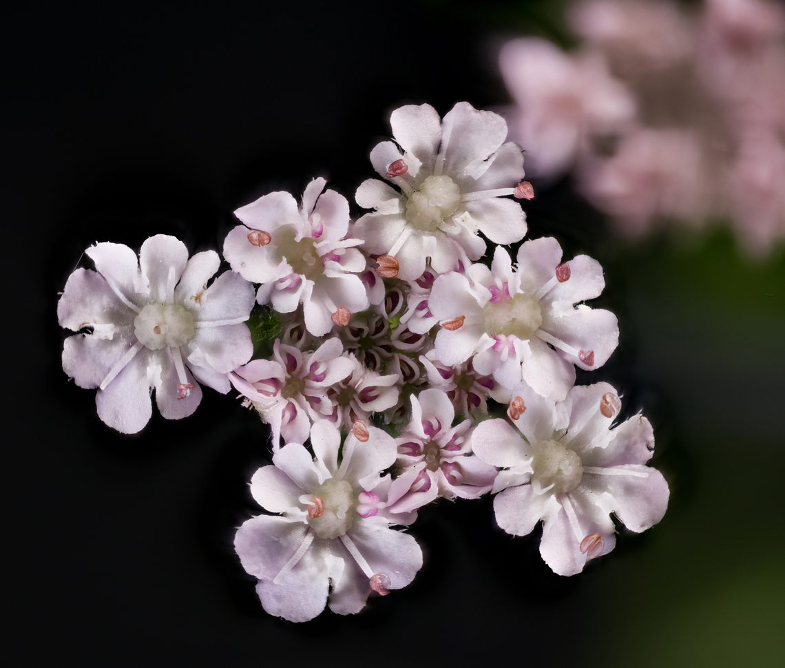 Torilis_japonica_2024-07-08 SW Michigan USA The individual flowers are quite small, approximately 2mm - 3mm wide. Growing un-invited next to a deer exclusion fence surrounding one of JoAnn's gardens. (does that make it a weed?) Not much to look at until you get in close...<br />
<br />
A zoomed in view of the central flowers (not the same flower):<br />
<figure class="photo"><a href="https://www.jungledragon.com/image/161960/torilis_japonica_2024-07-10_sw_michigan_usa.html" title="Torilis_japonica_2024-07-10 SW Michigan USA"><img src="https://s3.amazonaws.com/media.jungledragon.com/images/11710/161960_thumb.jpg?AWSAccessKeyId=05GMT0V3GWVNE7GGM1R2&Expires=1770854410&Signature=QL%2BDrp%2F%2BqeU%2BN%2B52wlmXL3KLvH0%3D" width="148" height="152" alt="Torilis_japonica_2024-07-10 SW Michigan USA A 4:1 enlargement of the center flowers, using a flash.  I saw how a flash brought out the detail in Ruth's black moth and thought I'd try it with the whites of these flowers. Except for the uneven lighting, I'd say it helps.<br />
<br />
A zoomed out view (not the same flower):<br />
https://www.jungledragon.com/image/161942/torilis_japonica_2024-07-08_sw_michigan_usa.html Geotagged,Summer,Torilis japonica,United States,Upright Hedge-Parsley" /></a></figure> Geotagged,Summer,Torilis japonica,United States