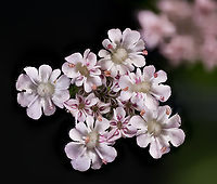 Torilis_japonica_2024-07-08 SW Michigan USA The individual flowers are quite small, approximately 2mm - 3mm wide. Growing un-invited next to a deer exclusion fence surrounding one of JoAnn's gardens. (does that make it a weed?) Not much to look at until you get in close...<br />
<br />
A zoomed in view of the central flowers (not the same flower):<br />
https://www.jungledragon.com/image/161960/torilis_japonica_2024-07-10_sw_michigan_usa.html Geotagged,Summer,Torilis japonica,United States