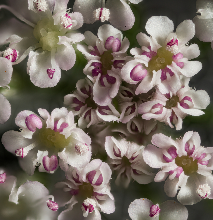 Torilis_japonica_2024-07-10 SW Michigan USA A 4:1 enlargement of the center flowers, using a flash.  I saw how a flash brought out the detail in Ruth's black moth and thought I'd try it with the whites of these flowers. Except for the uneven lighting, I'd say it helps.<br />
<br />
A zoomed out view (not the same flower):<br />
<figure class="photo"><a href="https://www.jungledragon.com/image/161942/torilis_japonica_2024-07-08_sw_michigan_usa.html" title="Torilis_japonica_2024-07-08 SW Michigan USA"><img src="https://s3.amazonaws.com/media.jungledragon.com/images/11710/161942_thumb.jpg?AWSAccessKeyId=05GMT0V3GWVNE7GGM1R2&Expires=1770854410&Signature=R%2BLX3wRzadBUlW%2BEvR%2FoP%2FKPx1c%3D" width="200" height="172" alt="Torilis_japonica_2024-07-08 SW Michigan USA The individual flowers are quite small, approximately 2mm - 3mm wide. Growing un-invited next to a deer exclusion fence surrounding one of JoAnn's gardens. (does that make it a weed?) Not much to look at until you get in close...<br />
<br />
A zoomed in view of the central flowers (not the same flower):<br />
https://www.jungledragon.com/image/161960/torilis_japonica_2024-07-10_sw_michigan_usa.html Geotagged,Summer,Torilis japonica,United States" /></a></figure> Geotagged,Summer,Torilis japonica,United States,Upright Hedge-Parsley