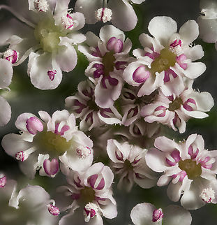 Torilis_japonica_2024-07-10 SW Michigan USA A 4:1 enlargement of the center flowers, using a flash.  I saw how a flash brought out the detail in Ruth's black moth and thought I'd try it with the whites of these flowers. Except for the uneven lighting, I'd say it helps.

A zoomed out view (not the same flower):
https://www.jungledragon.com/image/161942/torilis_japonica_2024-07-08_sw_michigan_usa.html Geotagged,Summer,Torilis japonica,United States,Upright Hedge-Parsley