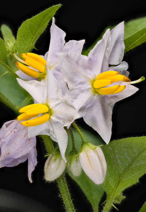 Solanum_carolinense_2024-07-15 SW Michigan USA Growing in the open, near our house, which is on the top of a hill of sandy, gravely soil left by the glaciers millennia ago. <br />
<br />
Closer view:<br />
<figure class="photo"><a href="https://www.jungledragon.com/image/162072/solanum_carolinense2_2024-07-15_sw_michigan_usa.html" title="Solanum_carolinense2_2024-07-15 SW Michigan USA"><img src="https://s3.amazonaws.com/media.jungledragon.com/images/11710/162072_thumb.jpg?AWSAccessKeyId=05GMT0V3GWVNE7GGM1R2&Expires=1759968010&Signature=trh2JjkDvhCw3qmJwy7AhMBFdzA%3D" width="200" height="138" alt="Solanum_carolinense2_2024-07-15 SW Michigan USA They look like bananas, don&#039;t they?<br />
<br />
A closer view of:<br />
https://www.jungledragon.com/image/162071/solanum_carolinense_2024-07-15_sw_michigan_usa.html Carolina horsenettle,Geotagged,Solanum carolinense,Summer,United States" /></a></figure><br />
Using a flash:<br />
<figure class="photo"><a href="https://www.jungledragon.com/image/162085/solanum_carolinense3_2024-07-15_sw_michigan_usa.html" title="Solanum_carolinense3_2024-07-15 SW Michigan USA"><img src="https://s3.amazonaws.com/media.jungledragon.com/images/11710/162085_thumb.jpg?AWSAccessKeyId=05GMT0V3GWVNE7GGM1R2&Expires=1759968010&Signature=6iopFV%2F3ymYFYXCYBED50yKsUkg%3D" width="200" height="134" alt="Solanum_carolinense3_2024-07-15 SW Michigan USA Another view of this:<br />
https://www.jungledragon.com/image/162071/solanum_carolinense_2024-07-15_sw_michigan_usa.html Carolina horsenettle,Geotagged,Solanum carolinense,Summer,United States" /></a></figure><br />
 Carolina horsenettle,Geotagged,Solanum carolinense,Summer,United States
