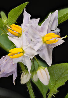 Solanum_carolinense_2024-07-15 SW Michigan USA Growing in the open, near our house, which is on the top of a hill of sandy, gravely soil left by the glaciers millennia ago. 

Closer view:
https://www.jungledragon.com/image/162072/solanum_carolinense2_2024-07-15_sw_michigan_usa.html
Using a flash:
https://www.jungledragon.com/image/162085/solanum_carolinense3_2024-07-15_sw_michigan_usa.html
 Carolina horsenettle,Geotagged,Solanum carolinense,Summer,United States