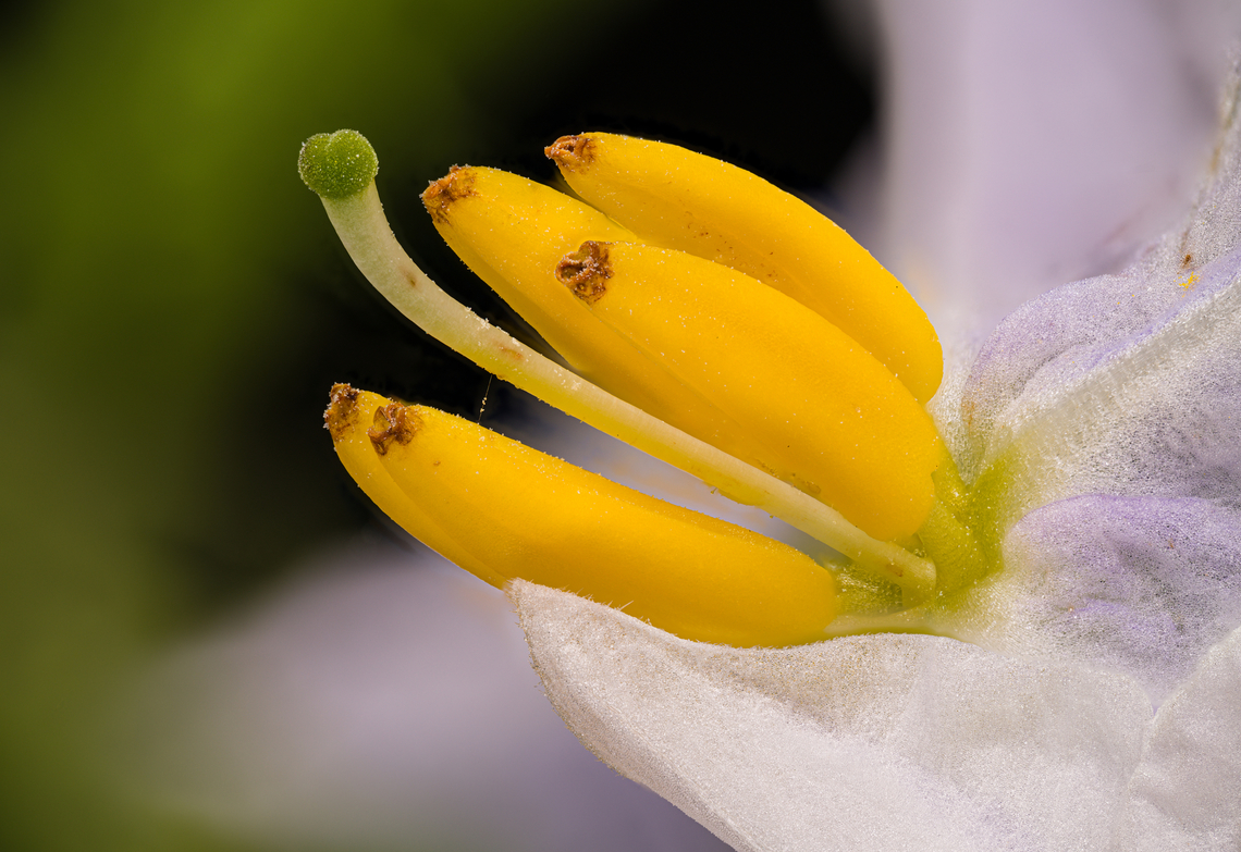 Solanum_carolinense2_2024-07-15 SW Michigan USA They look like bananas, don&#039;t they?<br />
<br />
A closer view of:<br />
<figure class="photo"><a href="https://www.jungledragon.com/image/162071/solanum_carolinense_2024-07-15_sw_michigan_usa.html" title="Solanum_carolinense_2024-07-15 SW Michigan USA"><img src="https://s3.amazonaws.com/media.jungledragon.com/images/11710/162071_thumb.jpg?AWSAccessKeyId=05GMT0V3GWVNE7GGM1R2&Expires=1759968010&Signature=dlUDeafVVWoXAfq0KsqhnhFdbFo%3D" width="106" height="152" alt="Solanum_carolinense_2024-07-15 SW Michigan USA Growing in the open, near our house, which is on the top of a hill of sandy, gravely soil left by the glaciers millennia ago. <br />
<br />
Closer view:<br />
https://www.jungledragon.com/image/162072/solanum_carolinense2_2024-07-15_sw_michigan_usa.html<br />
Using a flash:<br />
https://www.jungledragon.com/image/162085/solanum_carolinense3_2024-07-15_sw_michigan_usa.html<br />
 Carolina horsenettle,Geotagged,Solanum carolinense,Summer,United States" /></a></figure> Carolina horsenettle,Geotagged,Solanum carolinense,Summer,United States