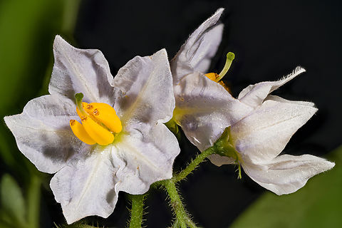 Solanum_carolinense3_2024-07-15 SW Michigan USA Another view of this:
https://www.jungledragon.com/image/162071/solanum_carolinense_2024-07-15_sw_michigan_usa.html Carolina horsenettle,Geotagged,Solanum carolinense,Summer,United States