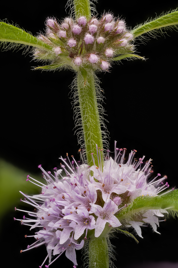 Mentha_canadensis_2024-07-16 SW Michigan USA In a wetland area near one of the many kettle lakes in our area.<br />
<br />
A closer view of the buds:<br />
<figure class="photo"><a href="https://www.jungledragon.com/image/162089/mentha_canadensis3_2024-07-16_sw_michigan_usa.html" title="Mentha_canadensis3_2024-07-16 SW Michigan USA"><img src="https://s3.amazonaws.com/media.jungledragon.com/images/11710/162089_thumb.jpg?AWSAccessKeyId=05GMT0V3GWVNE7GGM1R2&Expires=1770854410&Signature=1qDlFNm2hBhtSO%2B3rGW53nF8gOE%3D" width="200" height="148" alt="Mentha_canadensis3_2024-07-16 SW Michigan USA A closer view of:<br />
https://www.jungledragon.com/image/162088/mentha_canadensis_2024-07-16_sw_michigan_usa.html American Cornmint,Geotagged,Mentha canadensis,Summer,United States" /></a></figure> American Cornmint,Geotagged,Mentha canadensis,Summer,United States