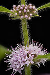 Mentha_canadensis_2024-07-16 SW Michigan USA In a wetland area near one of the many kettle lakes in our area.<br />
<br />
A closer view of the buds:<br />
https://www.jungledragon.com/image/162089/mentha_canadensis3_2024-07-16_sw_michigan_usa.html American Cornmint,Geotagged,Mentha canadensis,Summer,United States