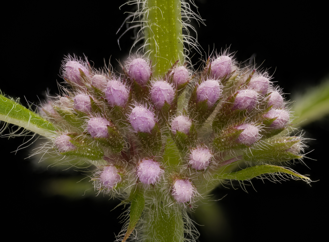 Mentha_canadensis3_2024-07-16 SW Michigan USA A closer view of:<br />
<figure class="photo"><a href="https://www.jungledragon.com/image/162088/mentha_canadensis_2024-07-16_sw_michigan_usa.html" title="Mentha_canadensis_2024-07-16 SW Michigan USA"><img src="https://s3.amazonaws.com/media.jungledragon.com/images/11710/162088_thumb.jpg?AWSAccessKeyId=05GMT0V3GWVNE7GGM1R2&Expires=1770854410&Signature=Dr6p8qOc6t3cFLtBnX%2FLuhK55Gg%3D" width="102" height="152" alt="Mentha_canadensis_2024-07-16 SW Michigan USA In a wetland area near one of the many kettle lakes in our area.<br />
<br />
A closer view of the buds:<br />
https://www.jungledragon.com/image/162089/mentha_canadensis3_2024-07-16_sw_michigan_usa.html American Cornmint,Geotagged,Mentha canadensis,Summer,United States" /></a></figure> American Cornmint,Geotagged,Mentha canadensis,Summer,United States