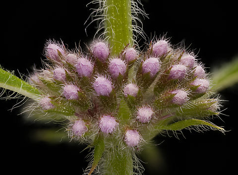 Mentha_canadensis3_2024-07-16 SW Michigan USA A closer view of:
https://www.jungledragon.com/image/162088/mentha_canadensis_2024-07-16_sw_michigan_usa.html American Cornmint,Geotagged,Mentha canadensis,Summer,United States