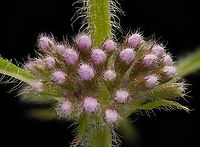 Mentha_canadensis3_2024-07-16 SW Michigan USA A closer view of:<br />
https://www.jungledragon.com/image/162088/mentha_canadensis_2024-07-16_sw_michigan_usa.html American Cornmint,Geotagged,Mentha canadensis,Summer,United States