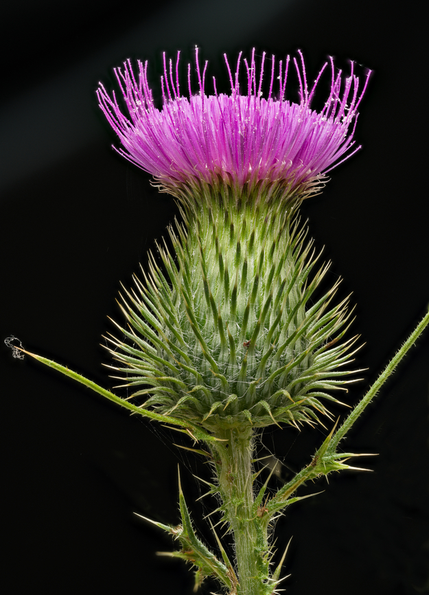 Cirsium_vulgare_2024-07-17 SW Michigan USA In the field behind our house.<br />
<br />
Looking down at the flower:<br />
<figure class="photo"><a href="https://www.jungledragon.com/image/162116/cirsium_vulgare2_2024-07-17_sw_michigan_usa.html" title="Cirsium_vulgare2_2024-07-17 SW Michigan USA"><img src="https://s3.amazonaws.com/media.jungledragon.com/images/11710/162116_thumb.jpg?AWSAccessKeyId=05GMT0V3GWVNE7GGM1R2&Expires=1770854410&Signature=ihlYB2s1LxVP4ZhH%2FfQvoezARXg%3D" width="102" height="152" alt="Cirsium_vulgare2_2024-07-17 SW Michigan USA A view of this flower:<br />
https://www.jungledragon.com/image/162115/cirsium_vulgare_2024-07-17_sw_michigan_usa.html<br />
 Cirsium vulgare,Geotagged,Spear Thistle,Summer,United States" /></a></figure><br />
<br />
8 hours later:<br />
<figure class="photo"><a href="https://www.jungledragon.com/image/162134/cirsium_vulgare3_2024-07-17_sw_michigan_usa.html" title="Cirsium_vulgare3_2024-07-17 SW Michigan USA"><img src="https://s3.amazonaws.com/media.jungledragon.com/images/11710/162134_thumb.jpg?AWSAccessKeyId=05GMT0V3GWVNE7GGM1R2&Expires=1770854410&Signature=aNzyFSBovaiRjYK5uIRfAi5GS2E%3D" width="114" height="152" alt="Cirsium_vulgare3_2024-07-17 SW Michigan USA 8 hours later I looked again- the flowers had released more pollen! The cutting was in water, in a darkened room.<br />
<br />
https://www.jungledragon.com/image/162115/cirsium_vulgare_2024-07-17_sw_michigan_usa.html Cirsium vulgare,Geotagged,Spear Thistle,Summer,United States" /></a></figure> Cirsium vulgare,Geotagged,Spear Thistle,Summer,United States