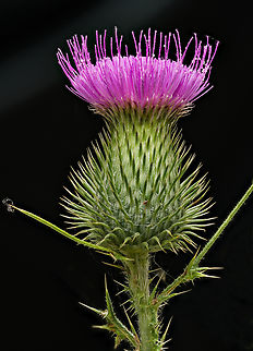 Cirsium_vulgare_2024-07-17 SW Michigan USA In the field behind our house.

Looking down at the flower:
https://www.jungledragon.com/image/162116/cirsium_vulgare2_2024-07-17_sw_michigan_usa.html

8 hours later:
https://www.jungledragon.com/image/162134/cirsium_vulgare3_2024-07-17_sw_michigan_usa.html Cirsium vulgare,Geotagged,Spear Thistle,Summer,United States