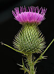 Cirsium_vulgare_2024-07-17 SW Michigan USA In the field behind our house.<br />
<br />
Looking down at the flower:<br />
https://www.jungledragon.com/image/162116/cirsium_vulgare2_2024-07-17_sw_michigan_usa.html<br />
<br />
8 hours later:<br />
https://www.jungledragon.com/image/162134/cirsium_vulgare3_2024-07-17_sw_michigan_usa.html Cirsium vulgare,Geotagged,Spear Thistle,Summer,United States