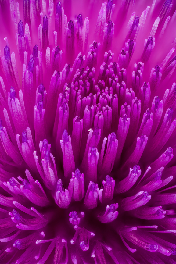 Cirsium_vulgare2_2024-07-17 SW Michigan USA A view of this flower:<br />
<figure class="photo"><a href="https://www.jungledragon.com/image/162115/cirsium_vulgare_2024-07-17_sw_michigan_usa.html" title="Cirsium_vulgare_2024-07-17 SW Michigan USA"><img src="https://s3.amazonaws.com/media.jungledragon.com/images/11710/162115_thumb.jpg?AWSAccessKeyId=05GMT0V3GWVNE7GGM1R2&Expires=1770854410&Signature=AEkLqgDbUn4pjIWwHeN2IQ2tZFY%3D" width="110" height="152" alt="Cirsium_vulgare_2024-07-17 SW Michigan USA In the field behind our house.<br />
<br />
Looking down at the flower:<br />
https://www.jungledragon.com/image/162116/cirsium_vulgare2_2024-07-17_sw_michigan_usa.html<br />
<br />
8 hours later:<br />
https://www.jungledragon.com/image/162134/cirsium_vulgare3_2024-07-17_sw_michigan_usa.html Cirsium vulgare,Geotagged,Spear Thistle,Summer,United States" /></a></figure><br />
 Cirsium vulgare,Geotagged,Spear Thistle,Summer,United States